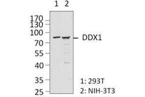Western Blotting (WB) image for anti-DEAD (Asp-Glu-Ala-Asp) Box Polypeptide 1 (DDX1) antibody (ABIN2664923) (DDX1 Antikörper)