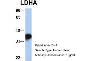 Host: Rabbit Target Name: LDHA Sample Type: Hela Antibody Dilution: 1.