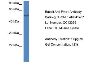 Western Blotting (WB) image for anti-Flavin Containing Monooxygenase 1 (FMO1) (N-Term) antibody (ABIN785156) (FMO1 Antikörper  (N-Term))