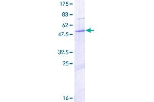 PEX11B Protein (AA 1-259) (GST tag)