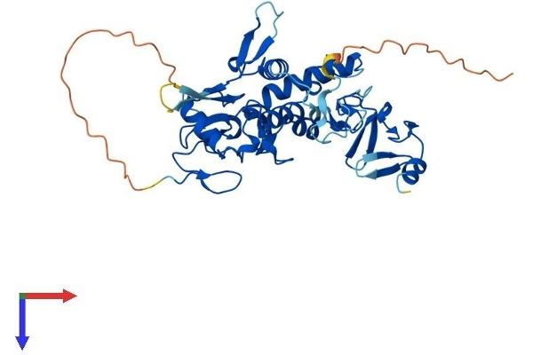 LMCD1 Protein (AA 1-365) (His tag)