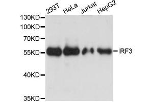 Western blot analysis of extracts of various cell lines, using IRF3 antibody. (IRF3 Antikörper)
