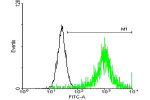 FACS analysis of negative control 293 cells (Black) and ATP1B3 expressing 293 cells (Green) using ATP1B3 purified MaxPab mouse polyclonal antibody.