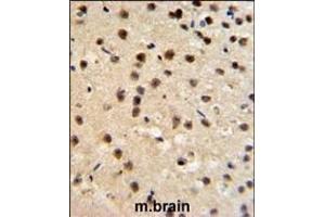 FKBP10 Antibody (N-term) (ABIN391572 and ABIN2841509) IHC analysis in formalin fixed and paraffin embedded mouse brain tissue followed by peroxidase conjugation of the secondary antibody and DAB staining. (FKBP10 Antikörper  (AA 57-87))