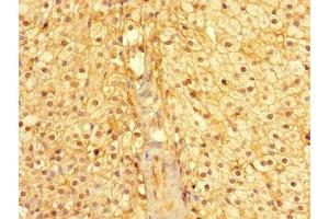 Immunohistochemistry of paraffin-embedded human adrenal gland tissue using ABIN7160974 at dilution of 1:100 (CYB5R1 Antikörper  (AA 29-305))