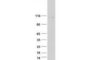 Western Blotting (WB) image for ATP/GTP Binding Protein-Like 5 (AGBL5) (Transcript Variant 1) protein (Myc-DYKDDDDK Tag) (ABIN2714450)