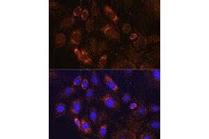 Immunofluorescence analysis of C6 cells using PDE12 Rabbit pAb (ABIN7269299) at dilution of 1:100. (PDE12 Antikörper  (AA 17-300))