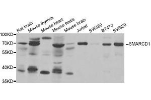 Western blot analysis of extracts of various cell lines, using SMARCD1 antibody.