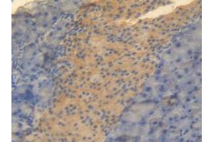 IHC-P analysis of Mouse Pancreas Tissue, with DAB staining. (CNTF Antikörper  (AA 2-198))