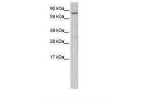 Image no. 1 for anti-CCAAT/enhancer Binding Protein (C/EBP), zeta (CEBPZ) (N-Term) antibody (ABIN202968) (CEBPZ Antikörper  (N-Term))