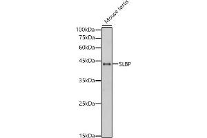 Western blot analysis of Mouse testis, using SLBP antibody (ABIN7270590) at 1:1000 dilution. (SLBP Antikörper)