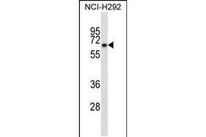 Western blot analysis in NCI-H292 cell line lysates (35ug/lane). (Kelch-like protein 41 (KLHL41) (AA 547-575), (C-Term) Antikörper)