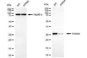 Western blotting analysis using PSMA6 antibody (ABIN7799964). (PSMA6 Antikörper)