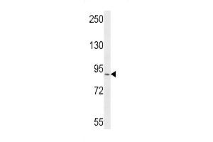 Western blot analysis in CEM cell line lysates (35ug/lane). (RRP1B Antikörper  (N-Term))