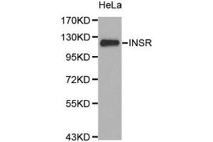 Western Blotting (WB) image for anti-Insulin Receptor (INSR) (N-Term) antibody (ABIN1513096) (Insulin Receptor Antikörper  (N-Term))