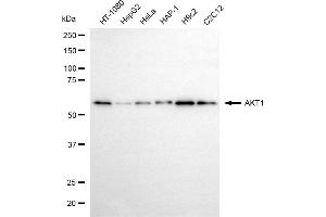 Western blotting analysis using AKT1 antibody (ABIN7800781).