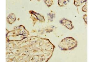 Immunohistochemistry of paraffin-embedded human placenta tissue using ABIN7159082 at dilution of 1:100 (MLX Antikörper  (AA 1-244))
