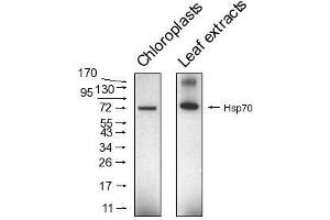 Image no. 1 for anti-Heat Shock Protein 70 (HSP70) antibody (ABIN334576) (HSP70 Antikörper)