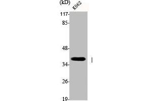 Western Blot analysis of K562 cells using DNA pol β Polyclonal Antibody (POLB Antikörper  (C-Term))