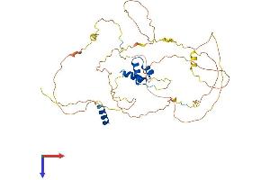 Lcor Protein (AA 1-433) (His tag)