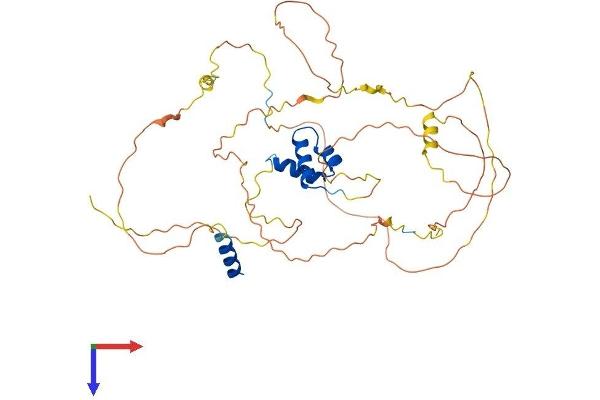Lcor Protein (AA 1-433) (His tag)