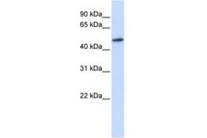 Image no. 1 for anti-RNA Guanine-7 Methyltransferase (RNMT) (AA 108-157) antibody (ABIN6742982)