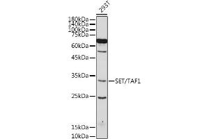 Western blot analysis of extracts of 293T cells, using SET/T antibody (ABIN6131353, ABIN6147631, ABIN6147634 and ABIN6221803) at 1:500 dilution. (SET/TAF-I Antikörper  (AA 1-277))