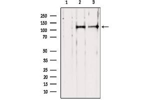Western blot analysis of extracts from various samples, using PER1 Antibody. (PER1 Antikörper  (N-Term))