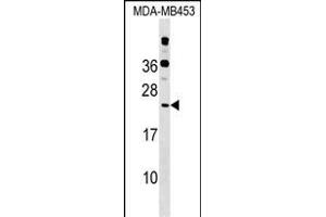 POLR2D Antibody (Center) (ABIN1538451 and ABIN2848853) western blot analysis in MDA-M cell line lysates (35 μg/lane).
