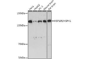 Western blot analysis of extracts of various cell lines, using HSP105/HSPH1 Rabbit mAb (ABIN7267566) at 1:1000 dilution. (HSPH1 Antikörper)