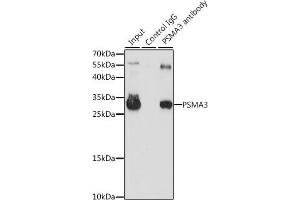 Immunoprecipitation (IP) image for anti-Proteasome Subunit Alpha Type 3 (PSMA3) (AA 1-255) antibody (ABIN3021835)