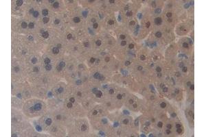 Detection of GAL4 in Mouse Liver Tissue using Polyclonal Antibody to Galectin 4 (GAL4) (GAL4 Antikörper  (AA 1-326))