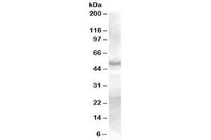 Western blot testing of human skin lysate with SMAD9 antibody at 0. (SMAD9 Antikörper)