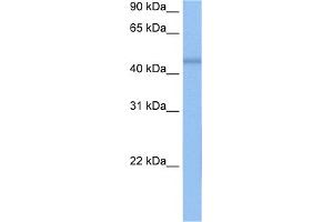 WB Suggested Anti-DKFZP564O0523 Antibody Titration:  0. (C7orf64 Antikörper  (C-Term))