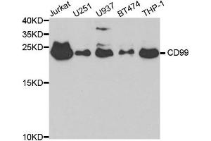 Western blot analysis of extracts of various cell lines, using CD99 antibody. (CD99 Antikörper)