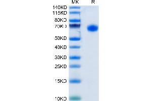 Human CD48 on Tris-Bis PAGE under reduced condition. (CD48 Protein (CD48) (AA 27-220) (Fc Tag))