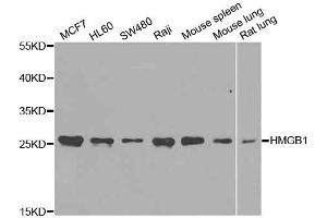 Western blot analysis of extracts of various cell lines, using HMGB1 antibody (ABIN5971378) at 1/1000 dilution.
