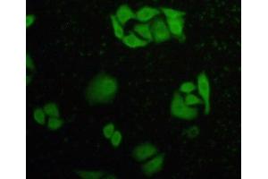 IHC-P analysis of HeLa cells, with FITC staining. (Caspase 8 Antikörper  (AA 385-479))