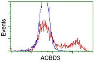 HEK293T cells transfected with either RC208434 overexpress plasmid (Red) or empty vector control plasmid (Blue) were immunostained by anti-ACBD3 antibody (ABIN2455835), and then analyzed by flow cytometry. (ACBD3 Antikörper)