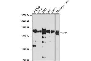 Western blot analysis of extracts of various cell lines, using  antibody (ABIN1678597, ABIN3019123, ABIN3019124 and ABIN6220725) at 1:1000 dilution. (AFF4 Antikörper  (AA 1-220))