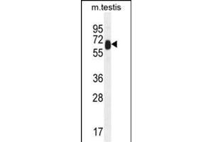 TTC39B Antibody (C-term) (ABIN654972 and ABIN2844610) western blot analysis in mouse testis tissue lysates (35 μg/lane). (TTC39B Antikörper  (C-Term))