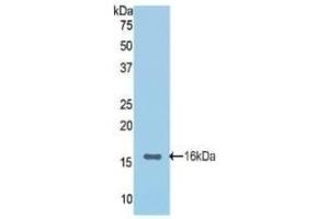 Western Blotting (WB) image for anti-Cadherin 1, Type 1, E-Cadherin (Epithelial) (CDH1) (AA 155-266) antibody (ABIN7430414)