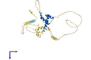 NK2 Homeobox 3 Protein (NKX2-3) (AA 1-362) (His tag)