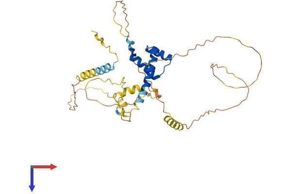NK2 Homeobox 3 Protein (NKX2-3) (AA 1-362) (His tag)