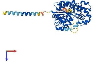 CHST4 Protein (AA 1-388) (His tag)