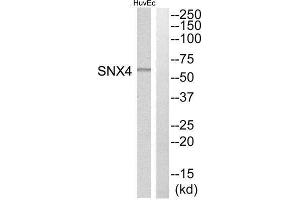 Western Blotting (WB) image for anti-Sorting Nexin 4 (SNX4) (Internal Region) antibody (ABIN1852218) (Sorting Nexin 4 Antikörper  (Internal Region))