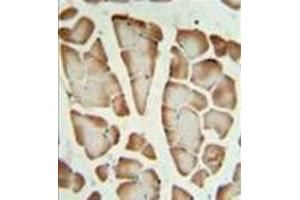 Formalin fixed, paraffin embedded skeletal muscle stained with Syntaxin 1A / STX1A Antibody (N-term) followed by peroxidase conjugation of the secondary antibody and DAB staining. (STX1A Antikörper  (N-Term))