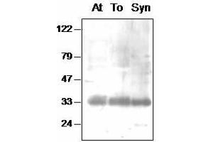 Western blot analysis of Arabidopsis (At), tobacco (To) chloroplast and Synechocystis (Syn) thylakoid proteins with anti- PsbA-int (D1-Int Antikörper)