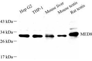 Western blot analysis of MED8 (ABIN7074582) at dilution of 1: 1000 (MED8 Antikörper)