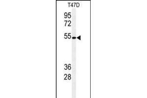 Western blot analysis of KTEL1 Antibody (C-term) (ABIN653630 and ABIN2842982) in T47D cell line lysates (35 μg/lane).